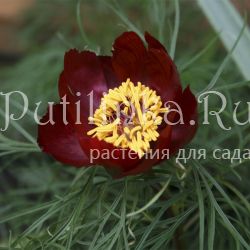 Пион тонколистный с красными стеблями (Paeonia tenuifolia f. Red)